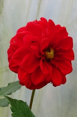 Dahlia hortensis