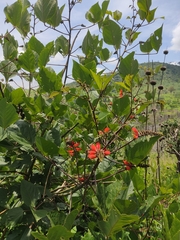 Erythrina breviflora
