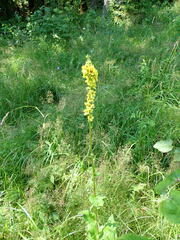 Contarinia anthophthora