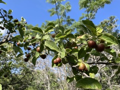 Malpighia mexicana