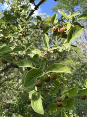 Malpighia mexicana