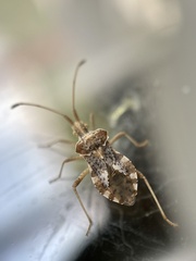 Centrocoris volxemi