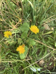 Scorzoneroides autumnalis