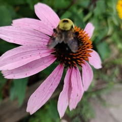 Bombus griseocollis