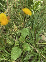 Scorzoneroides autumnalis