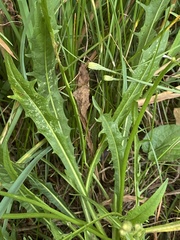 Scorzoneroides autumnalis