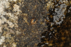 Dicranopalpus pyrenaeus
