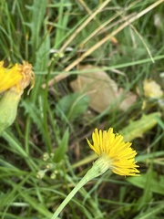 Scorzoneroides autumnalis