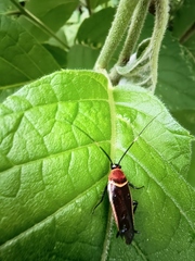 Pseudomops interceptus