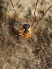 Dicranopalpus pyrenaeus