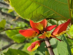 Erythrina breviflora
