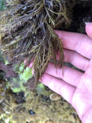 Cryptosiphonia woodii