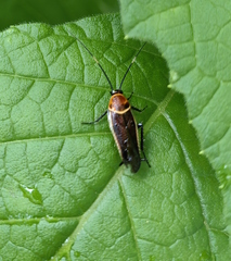 Pseudomops interceptus