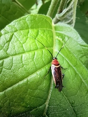 Pseudomops interceptus