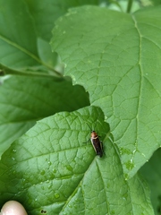 Pseudomops interceptus