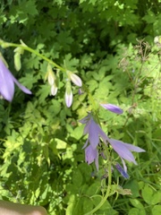 Campanula rapunculoides