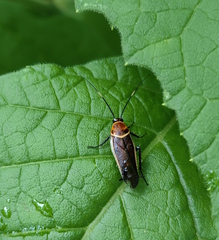 Pseudomops interceptus