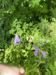 Campanula rapunculoides