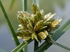 Cyperus niger
