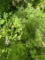 Campanula rapunculoides