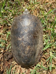 Kinosternon hirtipes murrayi