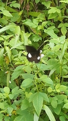 Papilio castor formosanus