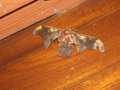 Antheraea celebensis