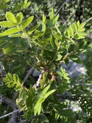 Bursera copallifera