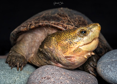 Kinosternon hirtipes murrayi