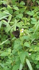 Papilio castor formosanus