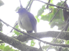 Lepidothrix velutina