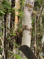 Tillandsia festucoides