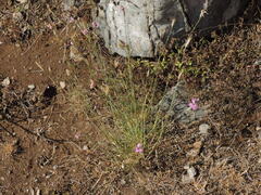 Dianthus longicaulis