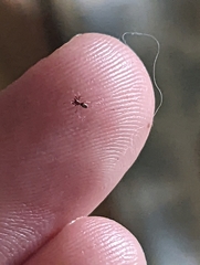 Araneae