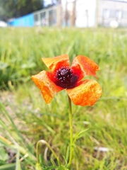 Papaver argemone