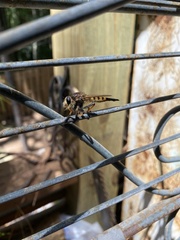Promachus rufipes