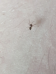 Araneae