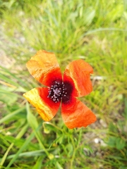 Papaver argemone