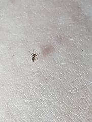 Araneae