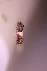 Epiblema tripartitana