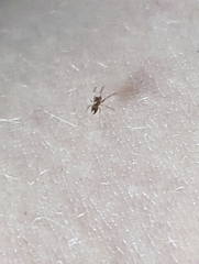 Araneae