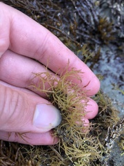 Lomentaria hakodatensis