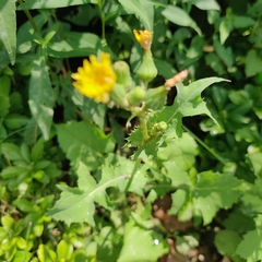 Sonchus arvensis