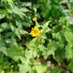 Sonchus arvensis