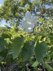 Ipomoea praecana
