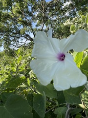 Ipomoea praecana