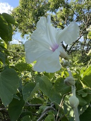 Ipomoea praecana