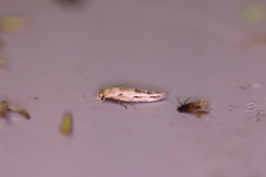 Mompha brevivittella