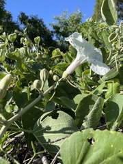 Ipomoea praecana
