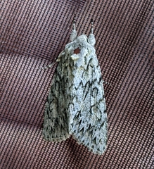 Andropolia aedon